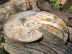 Polished Large Whole Red Ammolite Cleoniceras Opalized Ammonite Fossil x 1 From Tulear, Madagascar - Toprock Gemstones and Minerals 