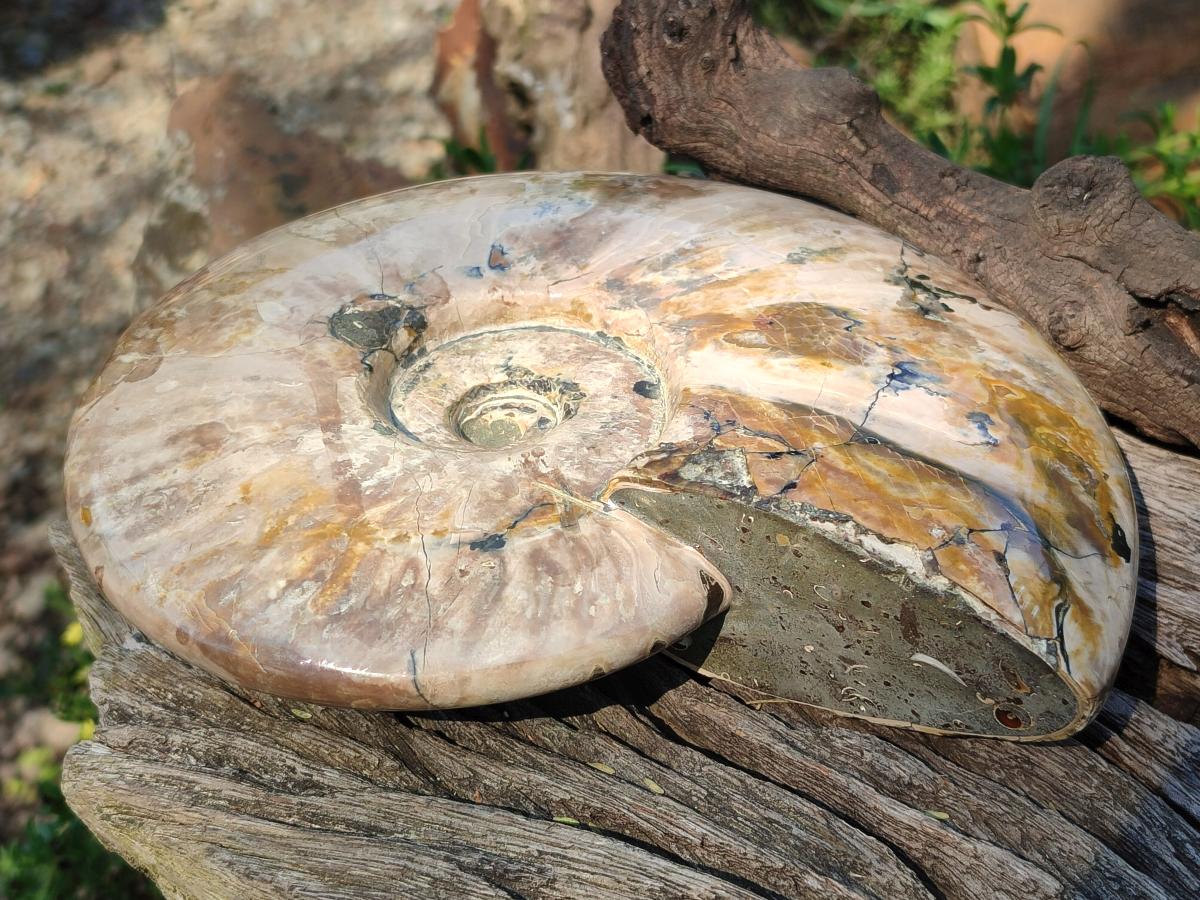 Polished Large Whole Red Ammolite Cleoniceras Opalized Ammonite Fossil x 1 From Tulear, Madagascar - Toprock Gemstones and Minerals 