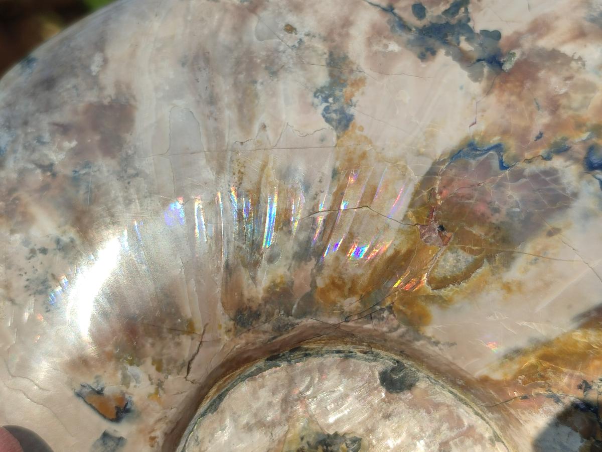Polished Large Whole Red Ammolite Cleoniceras Opalized Ammonite Fossil x 1 From Tulear, Madagascar - Toprock Gemstones and Minerals 