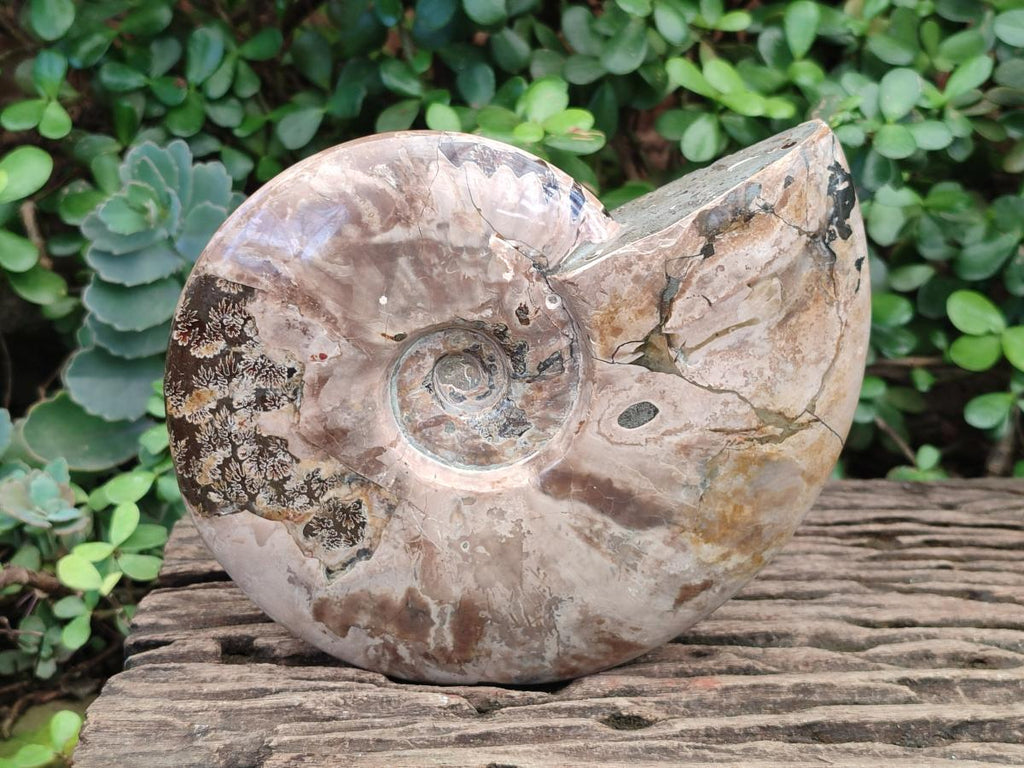 Polished Large Whole Red Ammolite Cleoniceras Opalized Ammonite Fossil x 1 From Tulear, Madagascar - Toprock Gemstones and Minerals 