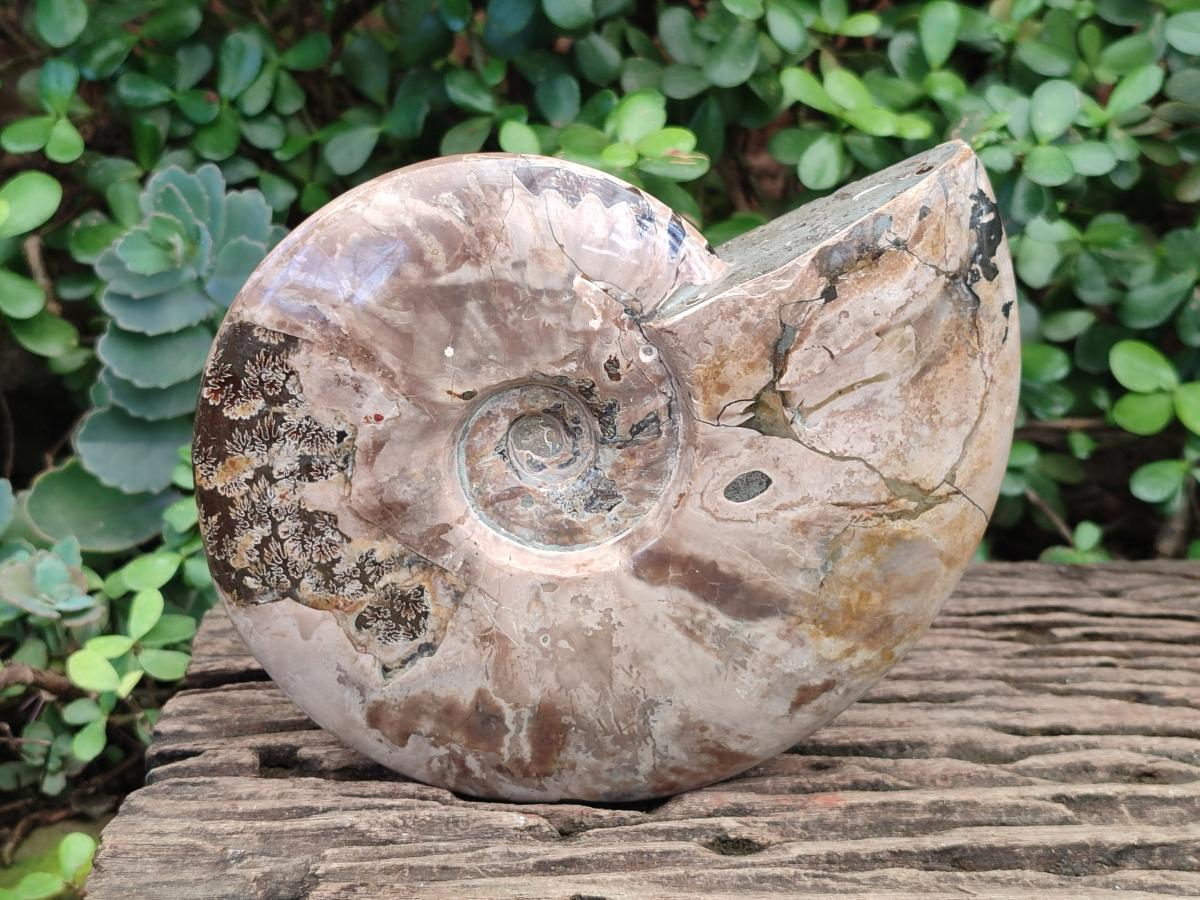 Polished Large Whole Red Ammolite Cleoniceras Opalized Ammonite Fossil x 1 From Tulear, Madagascar - Toprock Gemstones and Minerals 