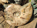 Polished Large Whole Red Ammolite Cleoniceras Opalized Ammonite Fossil x 1 From Tulear, Madagascar - Toprock Gemstones and Minerals 