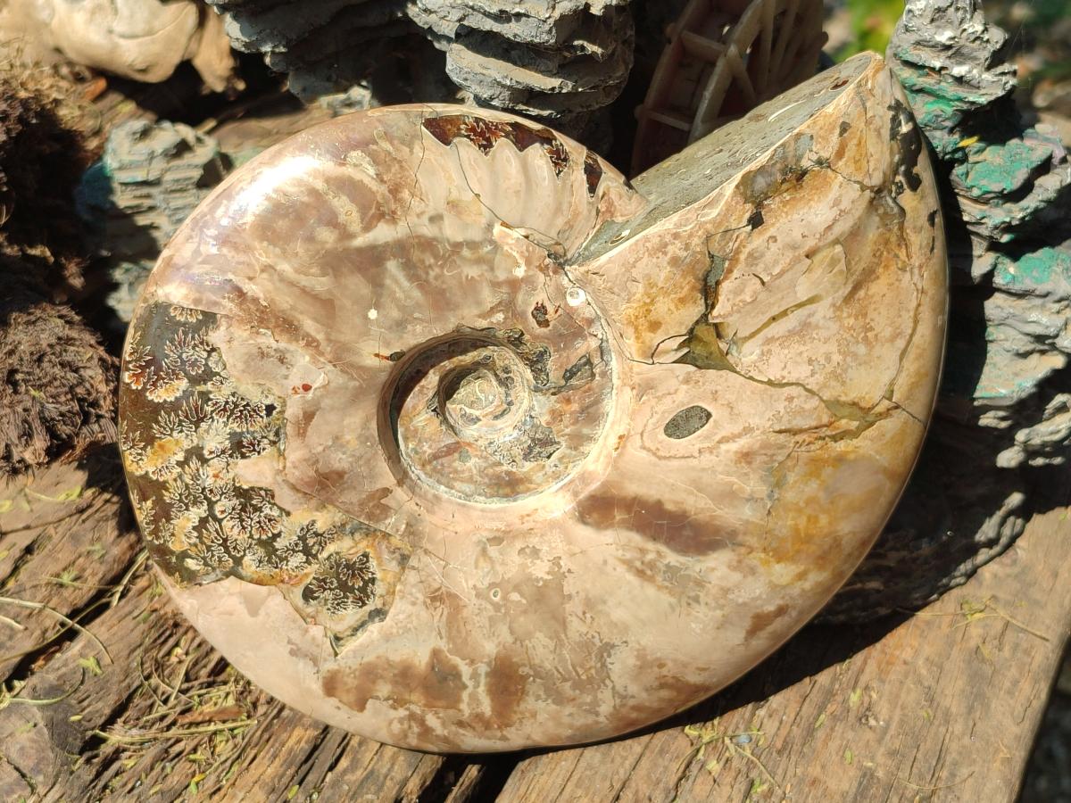 Polished Large Whole Red Ammolite Cleoniceras Opalized Ammonite Fossil x 1 From Tulear, Madagascar - Toprock Gemstones and Minerals 
