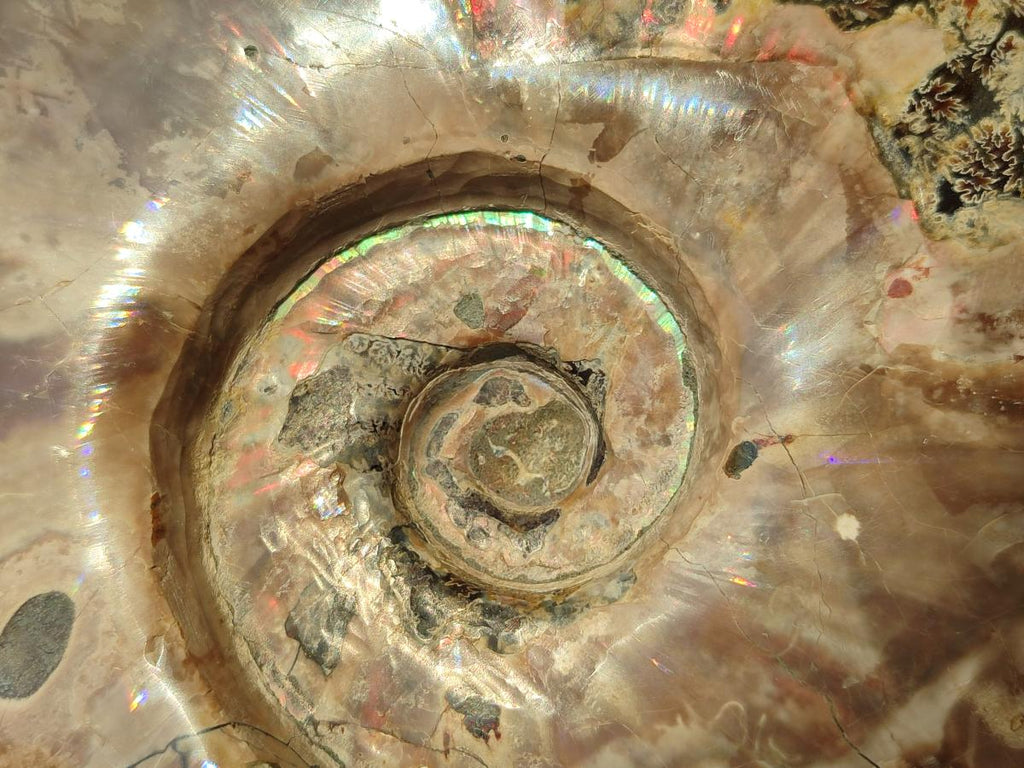 Polished Large Whole Red Ammolite Cleoniceras Opalized Ammonite Fossil x 1 From Tulear, Madagascar - Toprock Gemstones and Minerals 