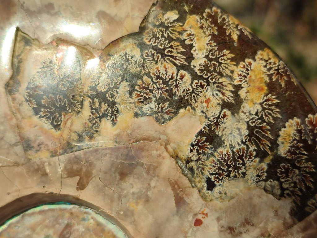 Polished Large Whole Red Ammolite Cleoniceras Opalized Ammonite Fossil x 1 From Tulear, Madagascar - Toprock Gemstones and Minerals 