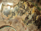 Polished Large Whole Red Ammolite Cleoniceras Opalized Ammonite Fossil x 1 From Tulear, Madagascar - Toprock Gemstones and Minerals 
