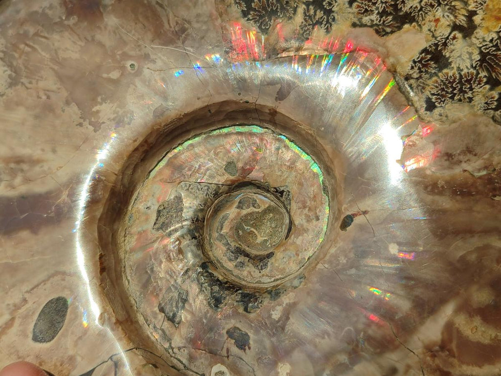 Polished Large Whole Red Ammolite Cleoniceras Opalized Ammonite Fossil x 1 From Tulear, Madagascar - Toprock Gemstones and Minerals 