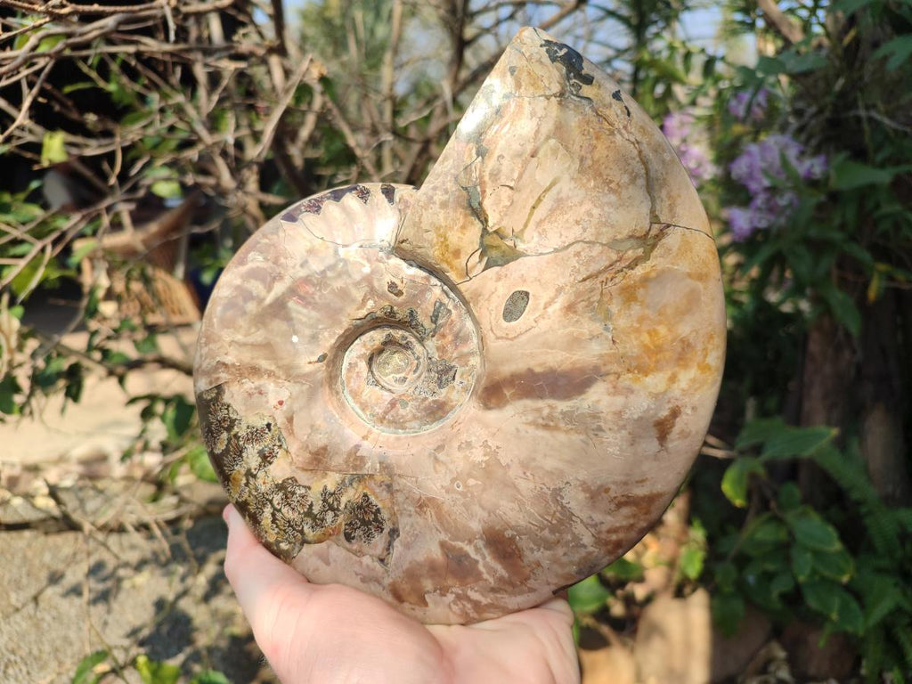 Polished Large Whole Red Ammolite Cleoniceras Opalized Ammonite Fossil x 1 From Tulear, Madagascar - Toprock Gemstones and Minerals 