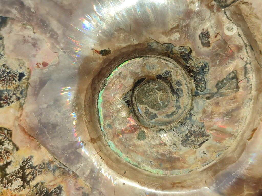 Polished Large Whole Red Ammolite Cleoniceras Opalized Ammonite Fossil x 1 From Tulear, Madagascar - Toprock Gemstones and Minerals 