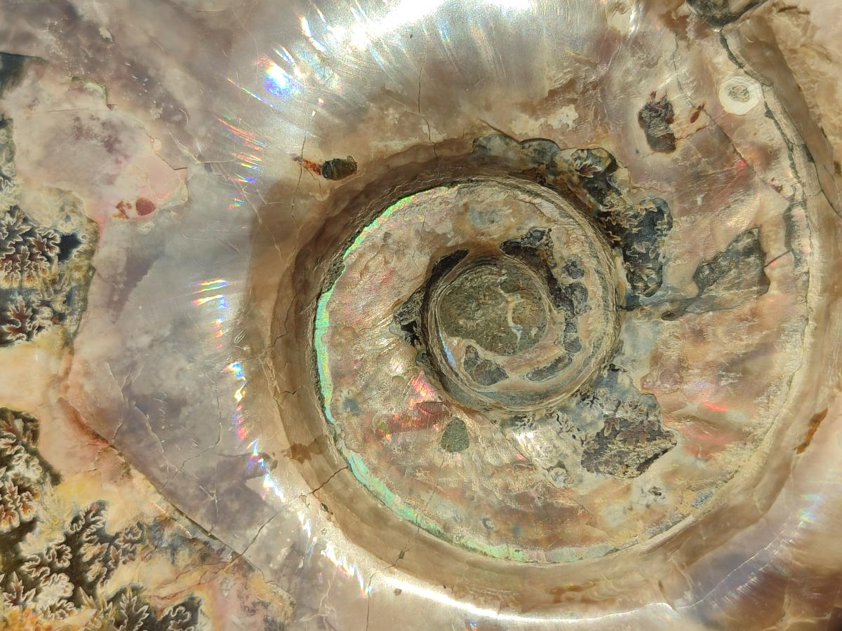 Polished Large Whole Red Ammolite Cleoniceras Opalized Ammonite Fossil x 1 From Tulear, Madagascar - Toprock Gemstones and Minerals 