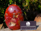 Polished Large Red Podocarpus Petrified Wood Standing Display Piece x 1 From Mahajanga, Madagascar - Toprock Gemstones and Minerals 