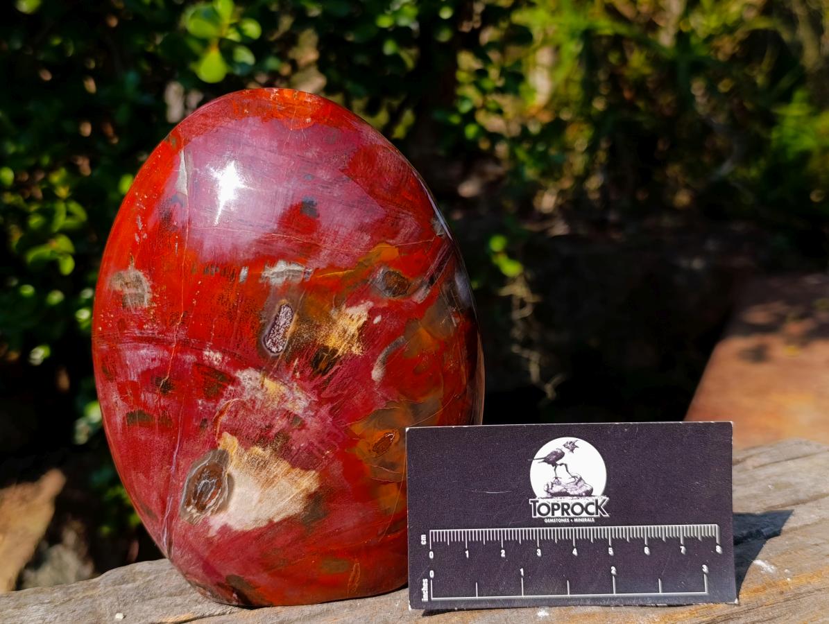 Polished Large Red Podocarpus Petrified Wood Standing Display Piece x 1 From Mahajanga, Madagascar - Toprock Gemstones and Minerals 