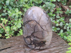 Polished and Natural Large Septerye Sauvage "Dragons Egg" Standing Display Piece x 1 From Mahajanga, Madagascar - Toprock Gemstones and Minerals 