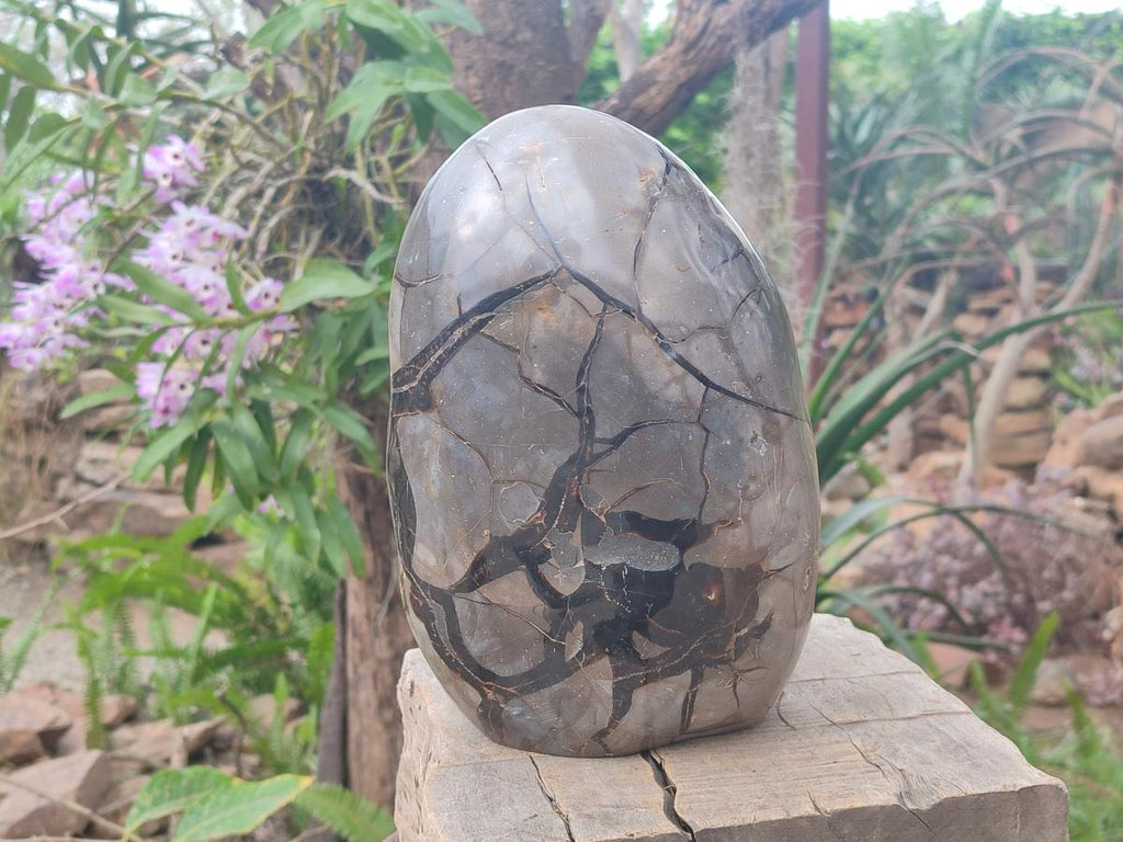 Polished and Natural Large Septerye Sauvage "Dragons Egg" Standing Display Piece x 1 From Mahajanga, Madagascar - Toprock Gemstones and Minerals 