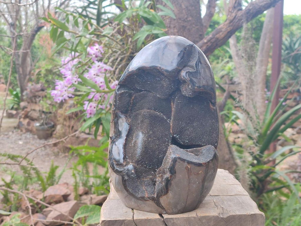 Polished and Natural Large Septerye Sauvage "Dragons Egg" Standing Display Piece x 1 From Mahajanga, Madagascar - Toprock Gemstones and Minerals 