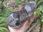Polished and Natural Large Septerye Sauvage "Dragons Egg" Standing Display Piece x 1 From Mahajanga, Madagascar - Toprock Gemstones and Minerals 