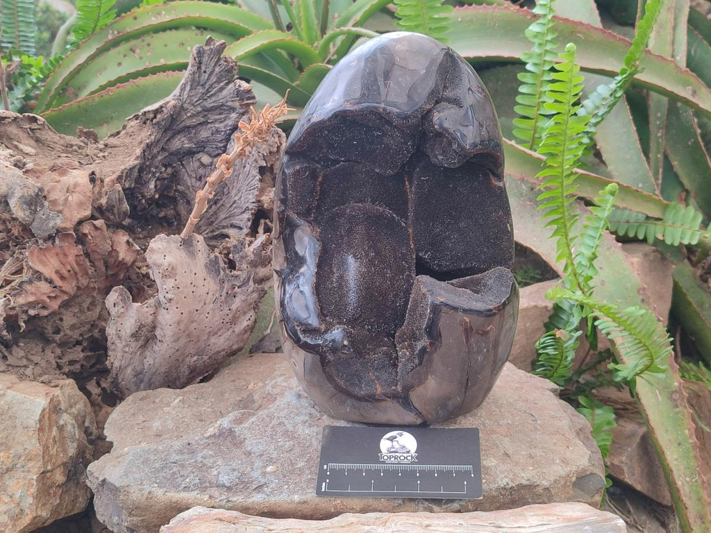 Polished and Natural Large Septerye Sauvage "Dragons Egg" Standing Display Piece x 1 From Mahajanga, Madagascar - Toprock Gemstones and Minerals 