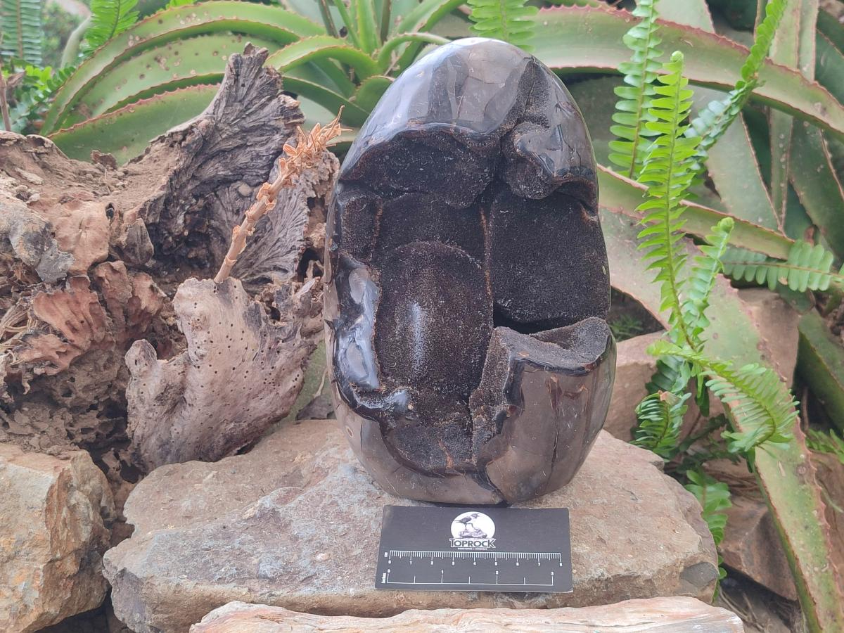 Polished and Natural Large Septerye Sauvage "Dragons Egg" Standing Display Piece x 1 From Mahajanga, Madagascar - Toprock Gemstones and Minerals 