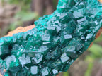 Natural Dioptase on Dolomite Specimens x 3 From Mashamba East Mine, Congo - Toprock Gemstones and Minerals 