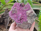 Natural Large Cabinet Size Salrose Cobaltoan Dolomite Specimen x 1 From Kakanda, Congo - Toprock Gemstones and Minerals 