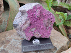 Natural Large Cabinet Size Salrose Cobaltoan Dolomite Specimen x 1 From Kakanda, Congo - Toprock Gemstones and Minerals 