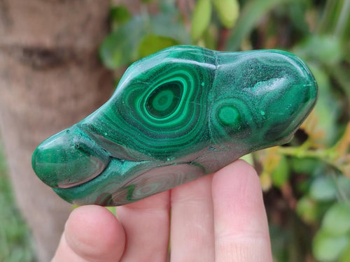 Polished Flower Banded Malachite Free Forms x 12 From Congo - Toprock Gemstones and Minerals 
