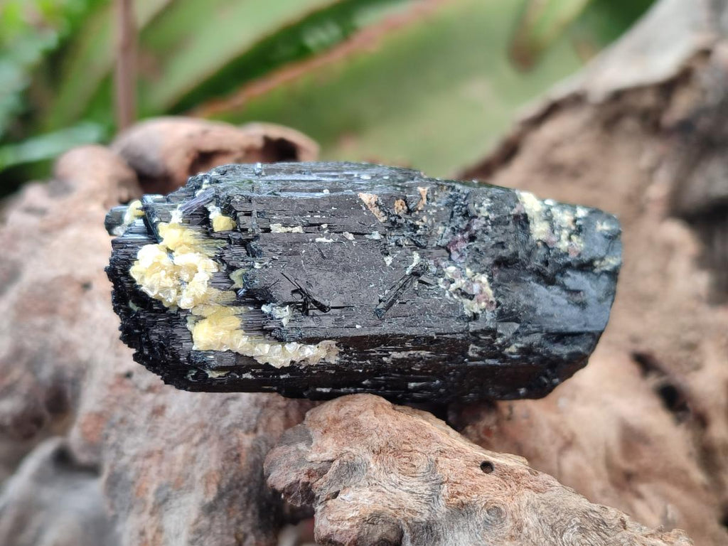 Natural Schorl Black Tourmaline Specimens x 12 From Erongo, Namibia - Toprock Gemstones and Minerals 