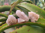 Natural Small Spirit Amethyst Crystals and Clusters x 35 From Boekenhouthoek, South Africa - Toprock Gemstones and Minerals 