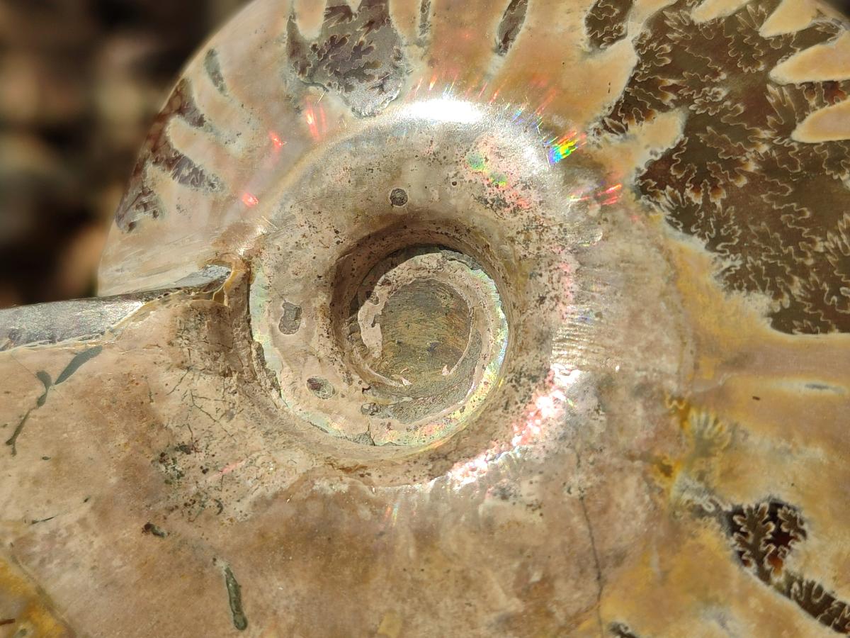 Polished Whole Red Ammolite Cleoniceras Opalized Ammonite Fossils x 2 From Tulear, Madagascar - Toprock Gemstones and Minerals 