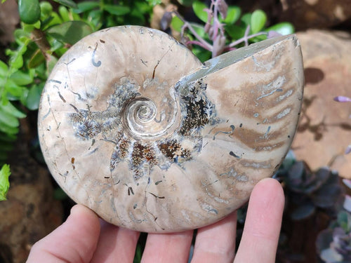Polished Whole Red Ammolite Cleoniceras Opalized Ammonite Fossils x 2 From Tulear, Madagascar - Toprock Gemstones and Minerals 