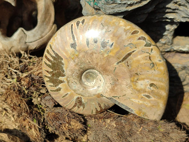 Polished Whole Red Ammolite Cleoniceras Opalized Ammonite Fossils x 2 From Tulear, Madagascar - Toprock Gemstones and Minerals 
