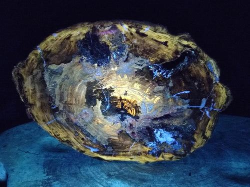 Polished and Natural XL Brown Podocarpus Petrified Wood Slice x 1 From Mahajanga, Madagascar - Toprock Gemstones and Minerals 