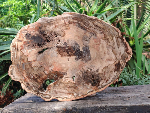 Polished and Natural XL Brown Podocarpus Petrified Wood Slice x 1 From Mahajanga, Madagascar - Toprock Gemstones and Minerals 