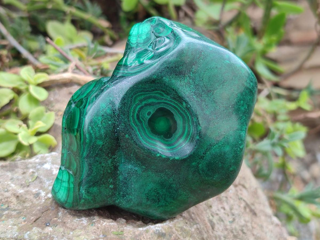 Polished Flower Banded Malachite Free Forms x 6 From Congo - Toprock Gemstones and Minerals 