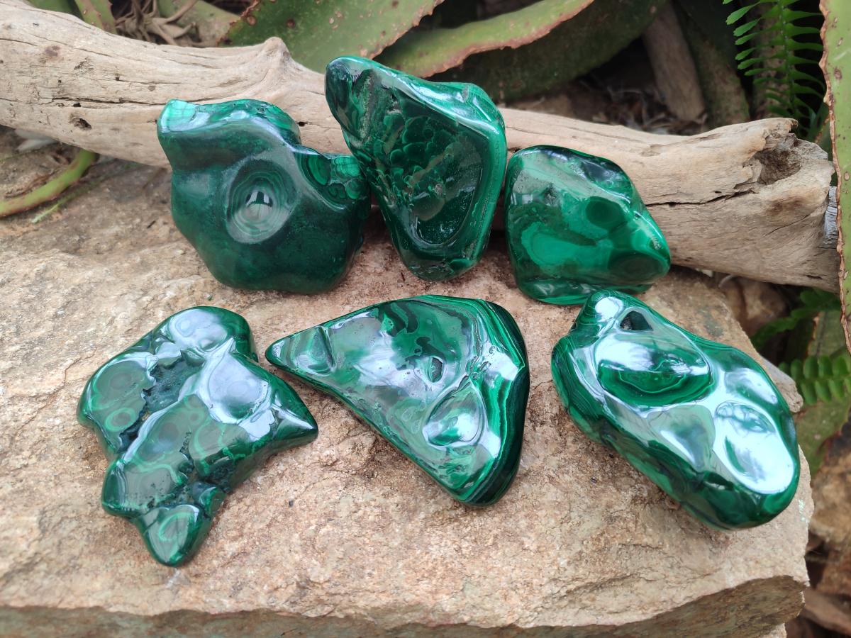 Polished Flower Banded Malachite Free Forms x 6 From Congo - Toprock Gemstones and Minerals 