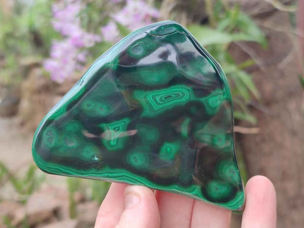Polished Flower Banded Malachite Free Forms x 6 From Congo - Toprock Gemstones and Minerals 