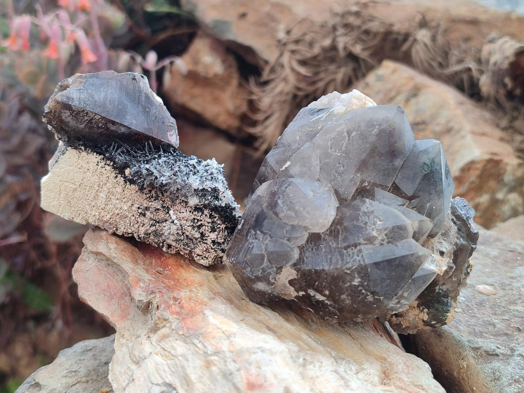 Natural Smokey Quartz Crystals with Associated Minerals x 12 From Erongo, Namibia - Toprock Gemstones and Minerals 