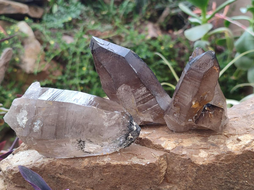 Natural Smokey Quartz Crystals with Associated Minerals x 12 From Erongo, Namibia - Toprock Gemstones and Minerals 
