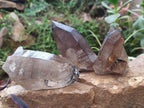 Natural Smokey Quartz Crystals with Associated Minerals x 12 From Erongo, Namibia - Toprock Gemstones and Minerals 