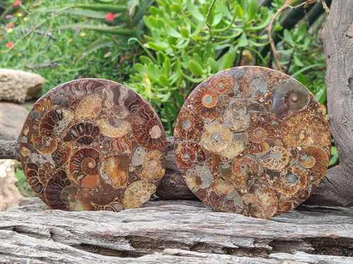 Hand Made Ammonite Conglomerate Table Coasters x 6 From Mahajanga, Madagascar - Toprock Gemstones and Minerals 