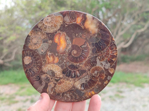 Hand Made Ammonite Conglomerate Table Coasters x 6 From Mahajanga, Madagascar - Toprock Gemstones and Minerals 