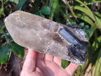 Natural Smokey Quartz Crystals with Associated Minerals x 2 From Erongo, Namibia - Toprock Gemstones and Minerals 