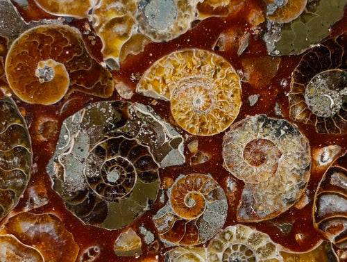 Hand Made Ammonite Conglomerate Table Coasters x 6 From Mahajanga, Madagascar - Toprock Gemstones and Minerals 