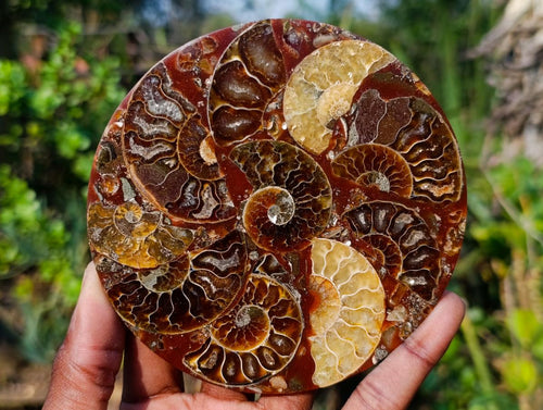 Hand Made Ammonite Conglomerate Table Coasters x 6 From Mahajanga, Madagascar - Toprock Gemstones and Minerals 