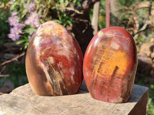 Polished Red Podocarpus Petrified Wood Standing Display Pieces x 3 From Mahajanga, Madagascar - Toprock Gemstones and Minerals 