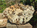 Natural Large Smokey Quartz Cluster with Hyalite Opal x 1 From Erongo, Namibia - Toprock Gemstones and Minerals 