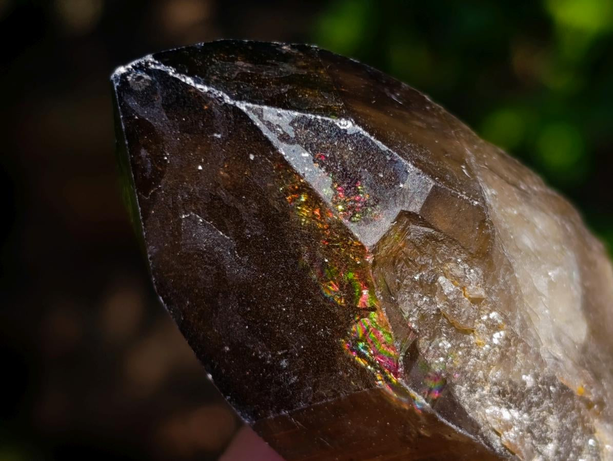 Natural Smokey Quartz Crystals x 26 From Erongo, Namibia - Toprock Gemstones and Minerals 