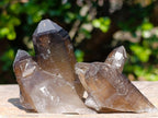 Natural Smokey Quartz Crystals x 26 From Erongo, Namibia - Toprock Gemstones and Minerals 
