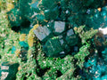 Natural Cabinet Size Dioptase Specimens with Crystalline Malachite on Dolomite x 2 From Mashamba East Mine, Congo - Toprock Gemstones and Minerals 