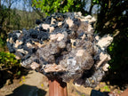 Natural XL Smokey Quartz Crystal Cluster with Associated Minerals x 1 From Erongo, Namibia - Toprock Gemstones and Minerals 